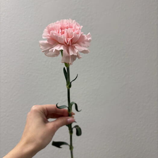 Дианиус розовый