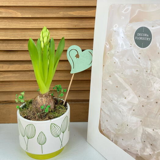 Гиацинт луковичный в кашпо