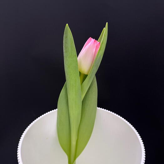 Тюльпаны Разного цвета