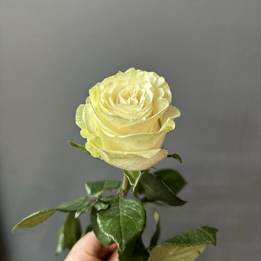 Роза «Мондиаль»