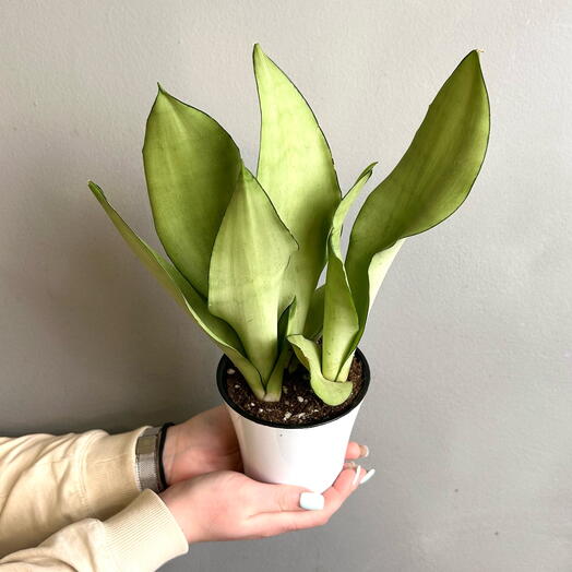 Комнатное растение живое, Сансевиерия Муншайн в пластиковом горшочке, 32 см