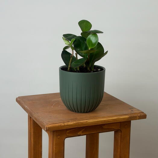 Комнатное растение Пеперомия в горшке