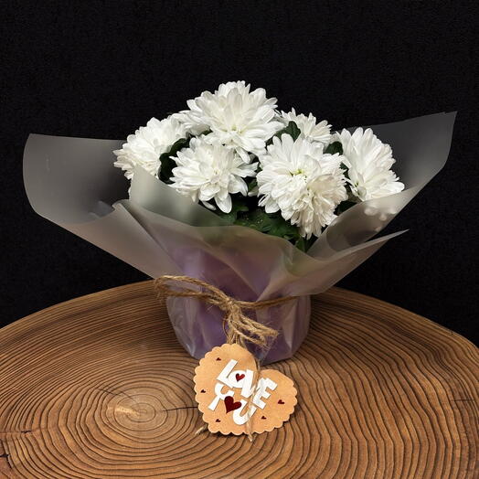 Хризантема в горшке