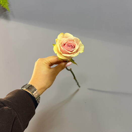 Роза Candlelight 🌸 1шт