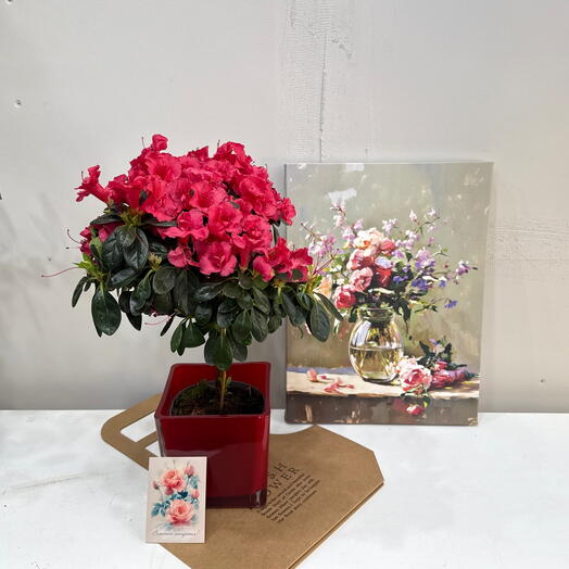 Азалия в подарок / уют