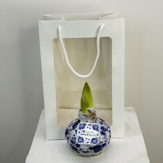 Амариллис в воске гжель в подарочном пакете