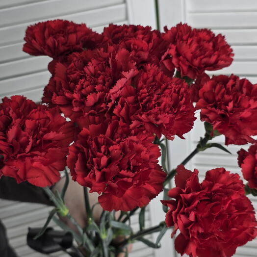Красные гвоздики