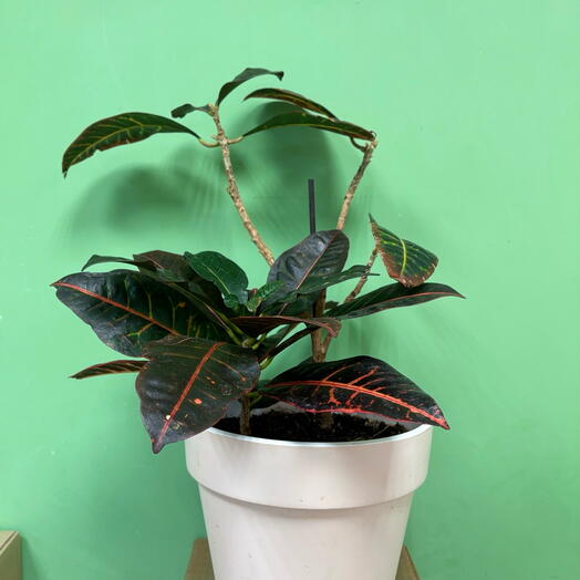 Кодиеум (Кротон, Codiaeum) в пластиковом горшке