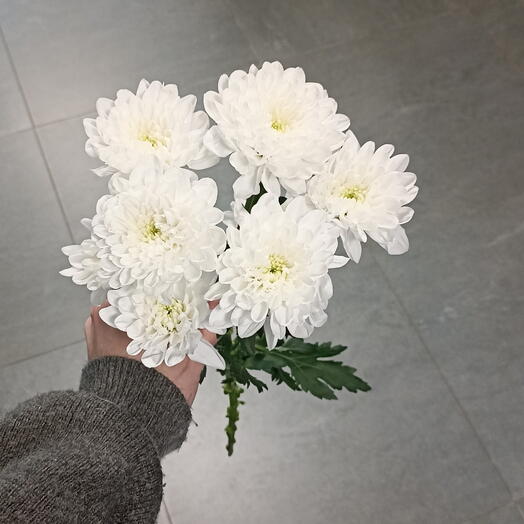 Хризантема белая