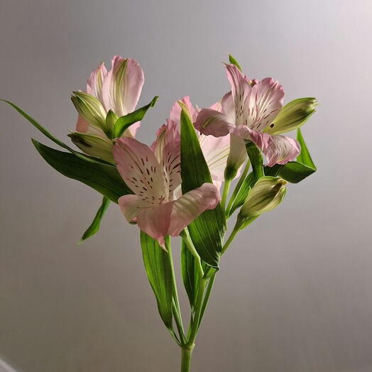 Розовая альстромерия 💗
