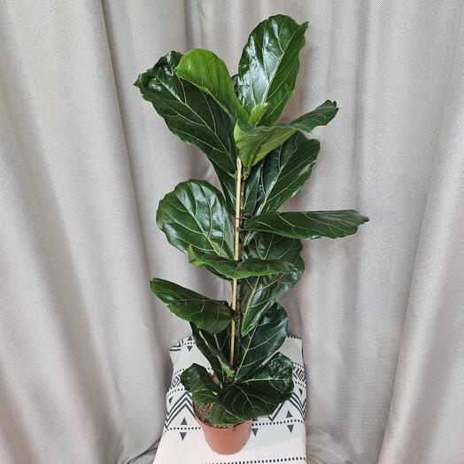 Фикус Лирата. Ficus Lyrata