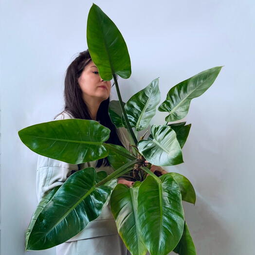 Филодендрон erubescens