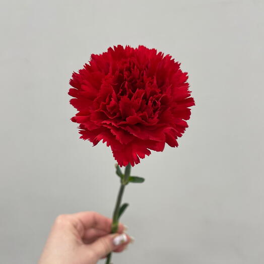 Красная гвоздика