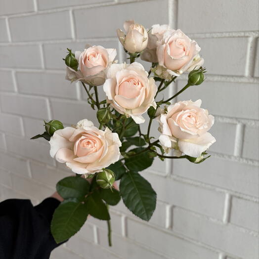 Роза 🌹 кустовая парниковая