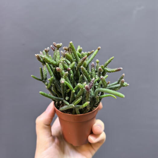 Rhipsalis Gemengd (Рипсалис)