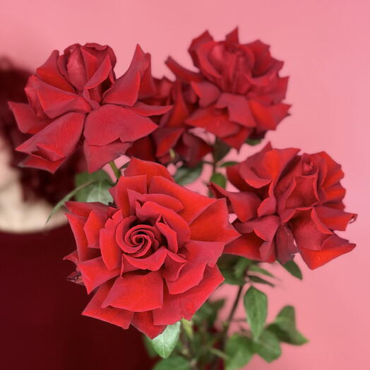 Огромные французские розы 5 шт🌹