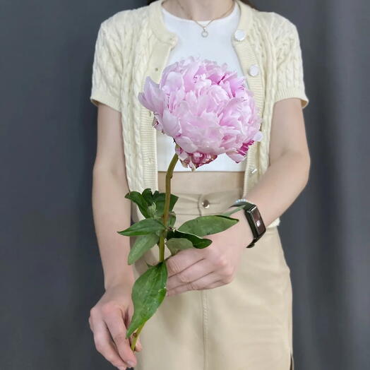Пион Сара Бернар