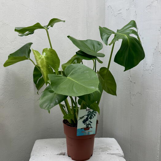 Монстера (Monstera)