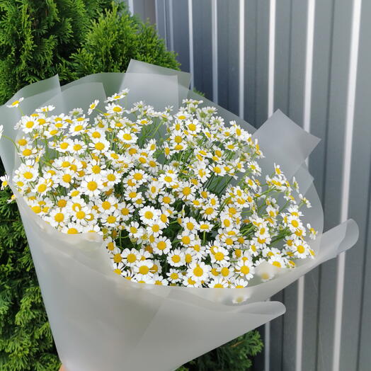 Букет Матрикари🌼🌼🌼