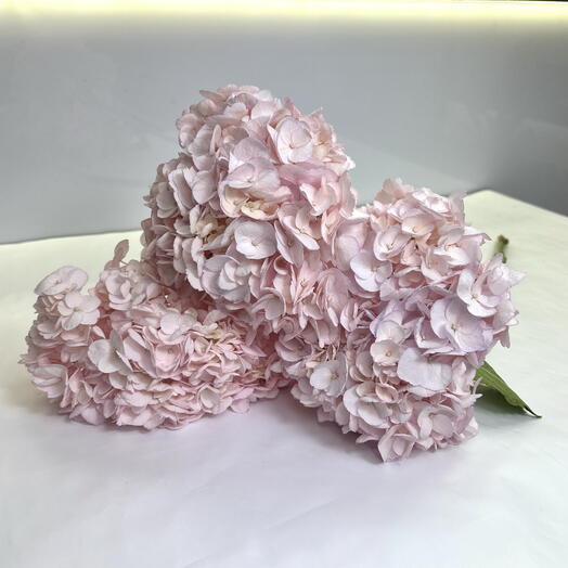 Пачка розовых гортензий (3шт)