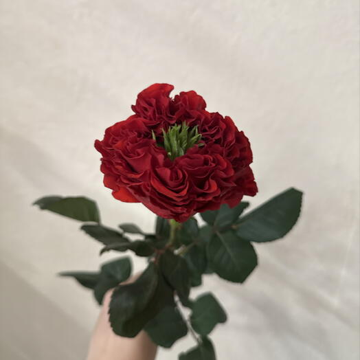 Роза пионовидная Red eye