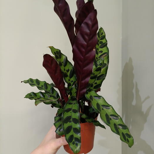 Калатея