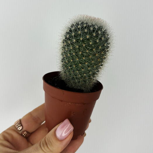 Кактус Маммиллярия 🌵