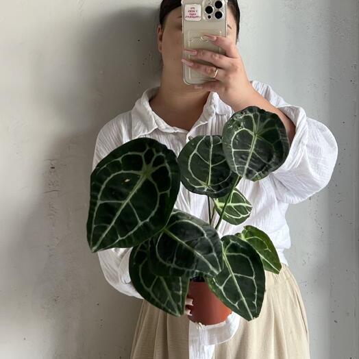 Антуриум бархатистый в горшке 💚🌿