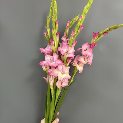 Букет из 5 гладиолусов