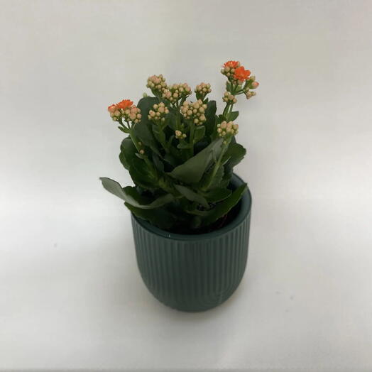 Каланхоэ Каландива Бардот (Kalanchoe Calandiva Bardot)