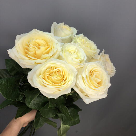 Букет кремовых роз под ленту🌸