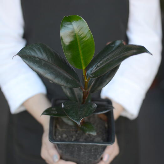 Фикус эластика (Ficus elastica)