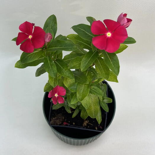 Катарантус Хит Вейв /Catharanthus roseus «Heat Wave»