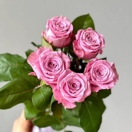 Роза Маритим 5шт под ленту