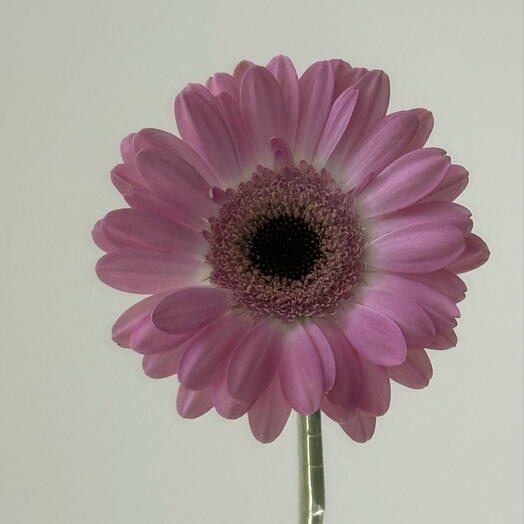 Mono Flowers