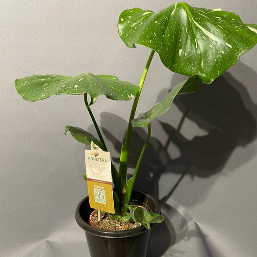 Монстера Делициоза Вариегата (Monstera deliciosa  Variegata )