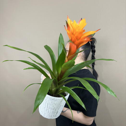 Комнатное растение Гузмания с керамическим кашпо 🤍🧡🤍