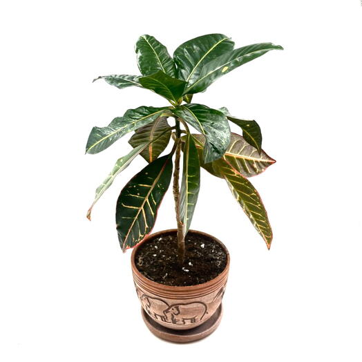 Кротон ( Croton) в керамическом горшке
