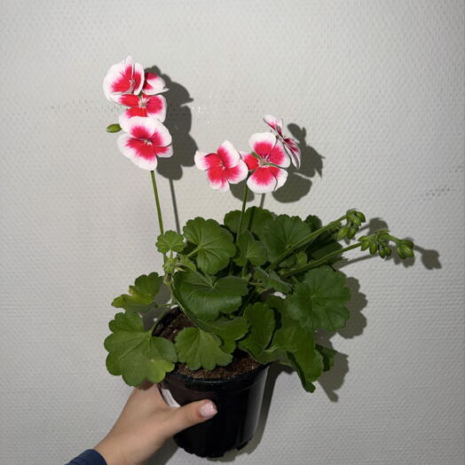 Пеларгония зональная «Малиновый лёд» 🌺🤍