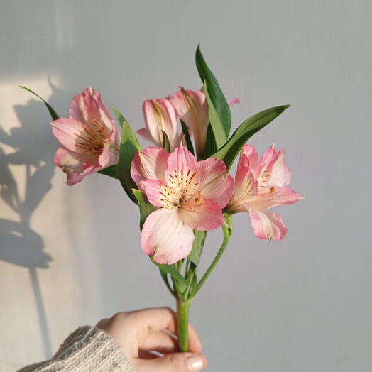 Альстромерия розовая