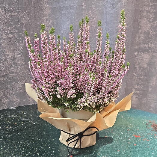 Altea Flowers