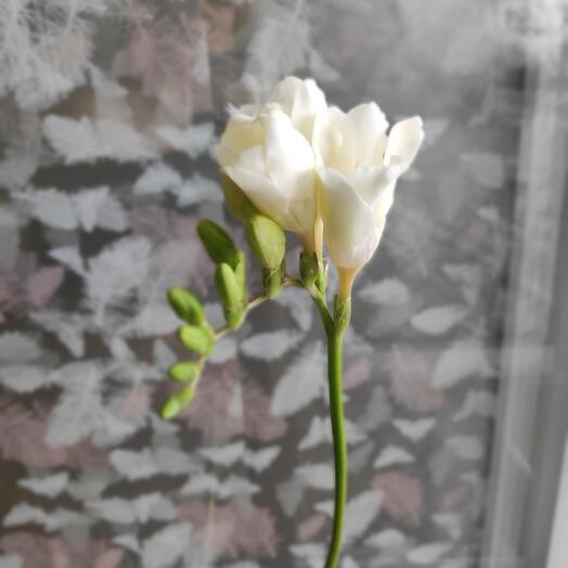 Aromatic freesia