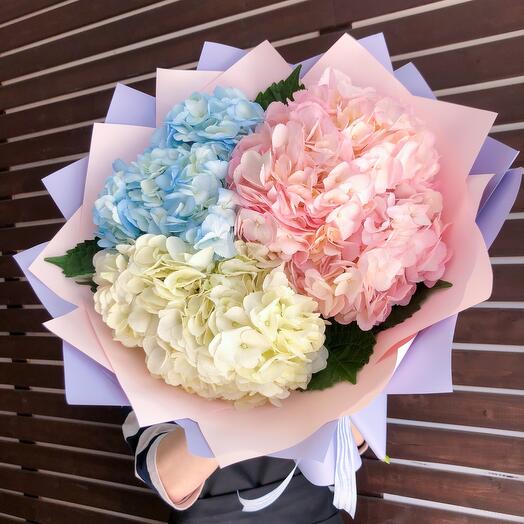 Hydrangea clouds
