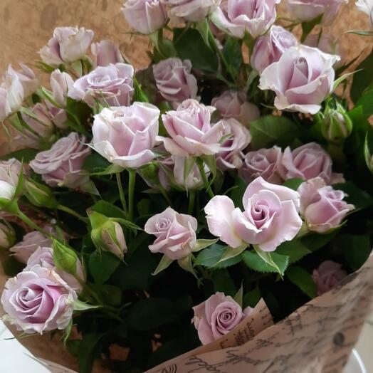 "GREY KNIGHT" 7 bush roses