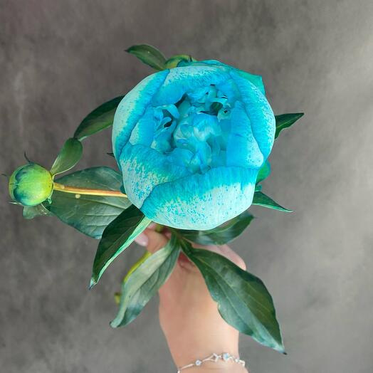 Peonía "Tiffany"