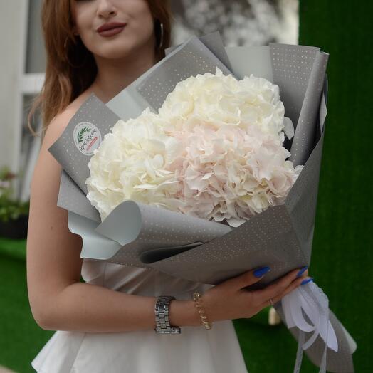 3 Premium Dutch Hydrangeas