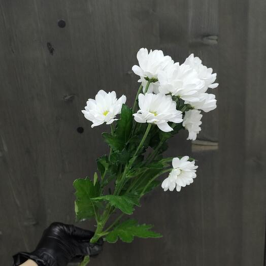 Кустовая хризантема