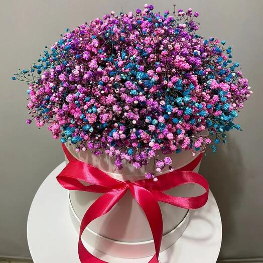 Gypsophila en Caja