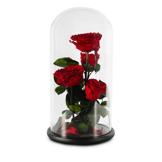 Scarlet Red Preserved Roses In a Glass Dome Quad