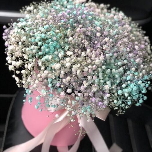 Gypsophila